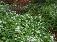 Waldboden voller Blüten